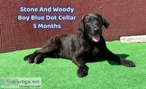 AKC Male Black Lab