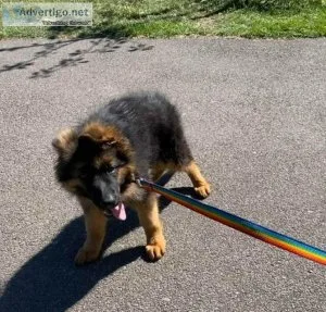 German Shepherd Puppies For sale