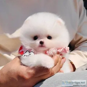 Pure White Tinny Teacup Pomeranian Puppy Girl