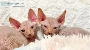 Sphynx kittens