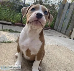 11 week old Female American Bully
