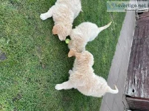 Golden retriever puppies Ready