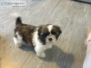 Akc Shih Tzu puppies For Sale.