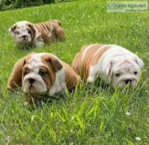 male and female English Bulldog puppies for sale