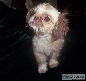 Shih Tzu Shihtzu Shihtzus
