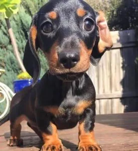 Dachshund Puppies For Sale