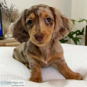 Dachshund Puppies For sale