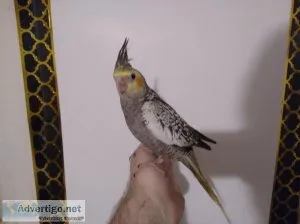 Cockatiel