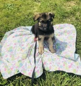 German Shepherd Puppies