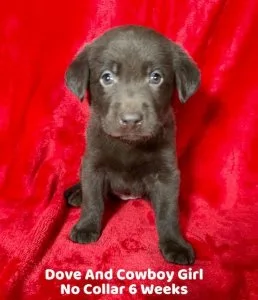 AKC Female Chocolate Lab Puppies