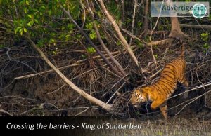 Sundarban package tour from kolkata