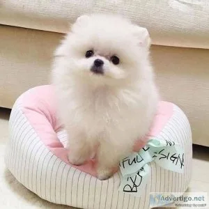 Purebred Pomeranians Available