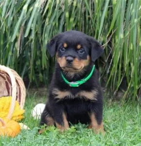 Black and Brown Rottweilers for Adoption