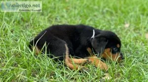 Cute Rottweiler Puppy