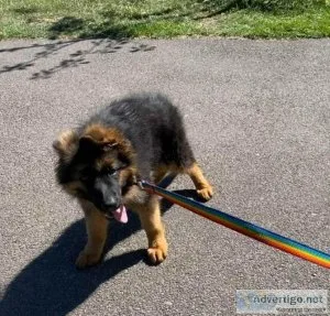 Adorable German Shepherd Puppies