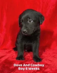 AKC Male Black Lab Pup