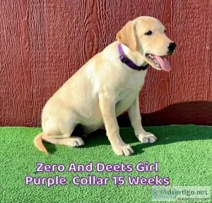 AKC Yellow Female Lab Puppies