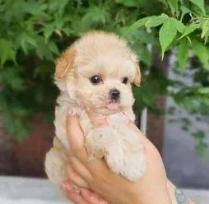 AKC Standard Poodles For Lovely Home