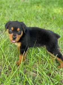 Two Friendly Rottweiler Puppies
