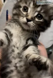 Kittens