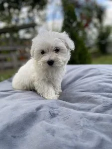 Christmas Maltese Puppies For Sale