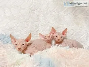 Sphynx kittens