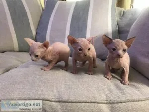 Gorgeous sphynx kittens ready