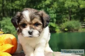 Lavender Female Shihpoo