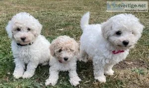 Super Cute Toy Poodle 3-4 Pounds
