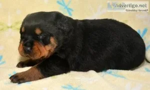 Two Beautiful Rottweiler Puppies
