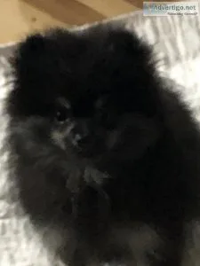 Ckc Pomeranian puppy (molly)