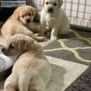 11 weeks Labrador Puppies looking for a new Home.