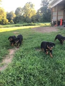 Adorable Rottweiler Puppies
