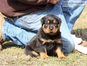 Rottweiler Pups for Adoption