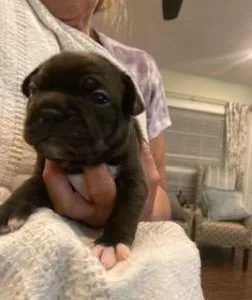 Frenchton Puppies