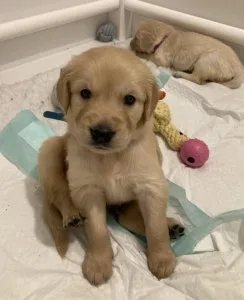 Adorable Golden Retriever puppies