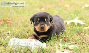 Adorable Rottweiler Puppies