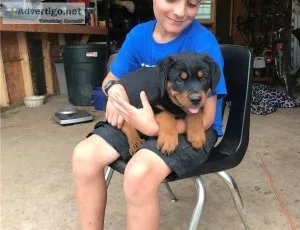 Rottweiler Pups for Adoption