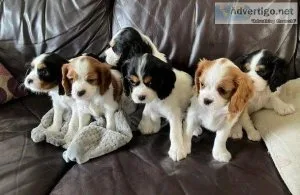 Lovely Cavalier King Charles Puppies