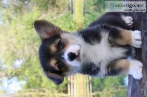 Jasmine Female Pembroke Welsh Corgi