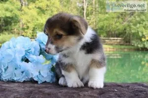 Woody Male Pembroke Welsh Corgi