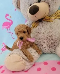 Tiny toy poodle puppies