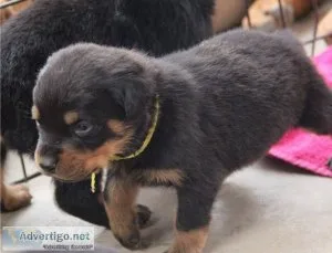 German Rottweiler Puppies for Adoption