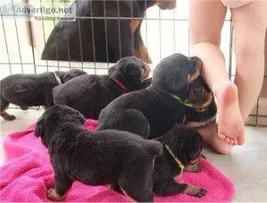 Rottweiler Puppies For Sale