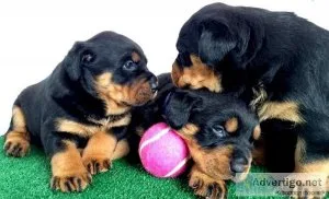 Rottweiler Puppies