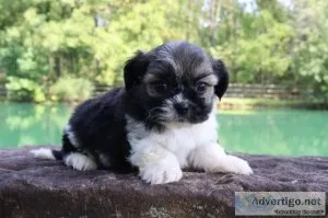 Aster Male Shihpoo