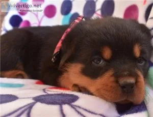 Wonderful Rottweiler Puppies