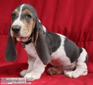 Basset Hound Puppies - Long Ears - GREAT Personalities