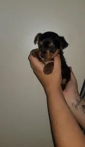 dbey  Yorkshire terrier puppy for sale