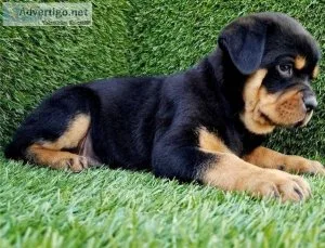 Two Rottweiler Puppies for Adoption
